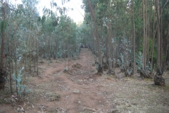 Ethiopia_CIMG3414